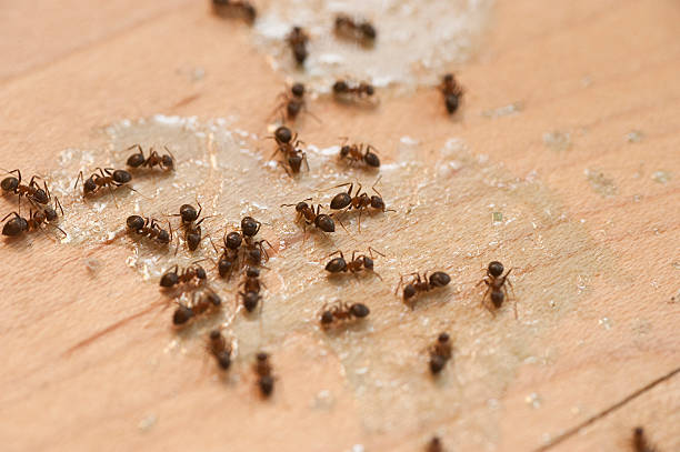 Best Local Pest Control Services  in Moss Beach, CA